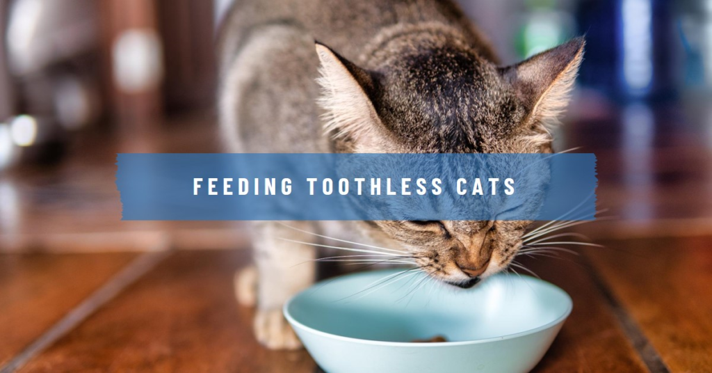 Cat Food for Cats with No Teeth