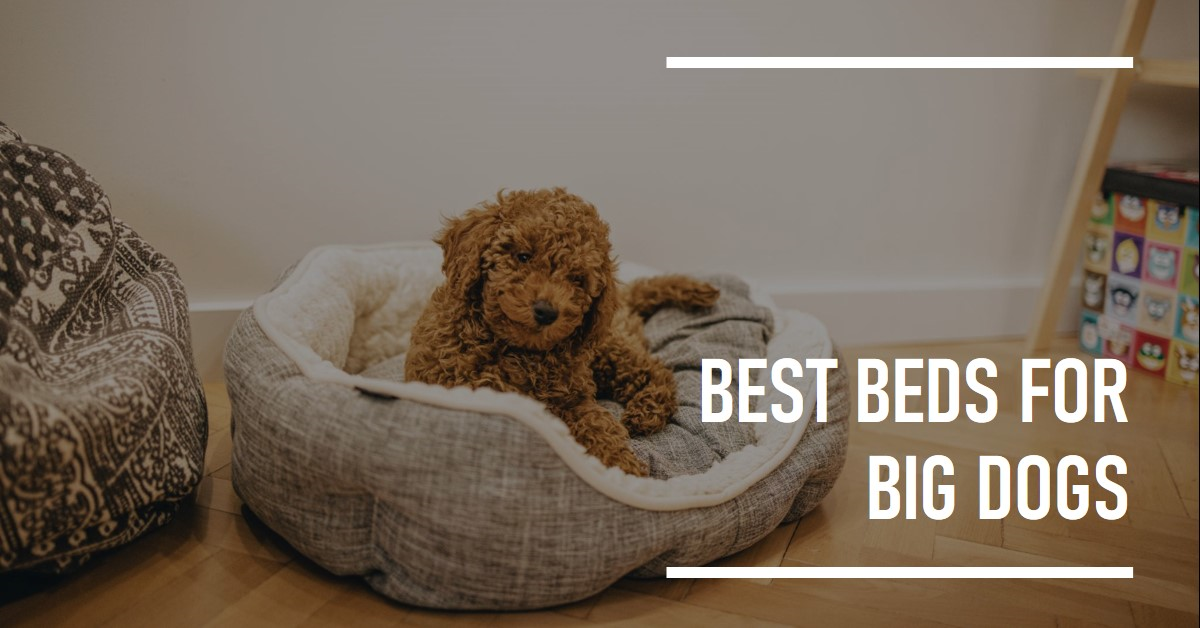 Top Dog Beds For large dogs