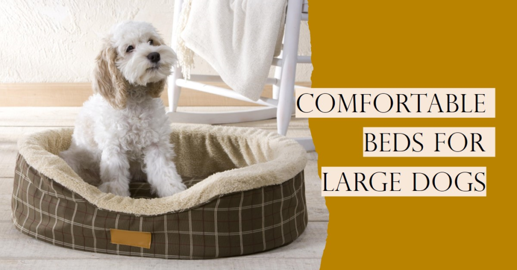 Top Dog Beds For large dogs