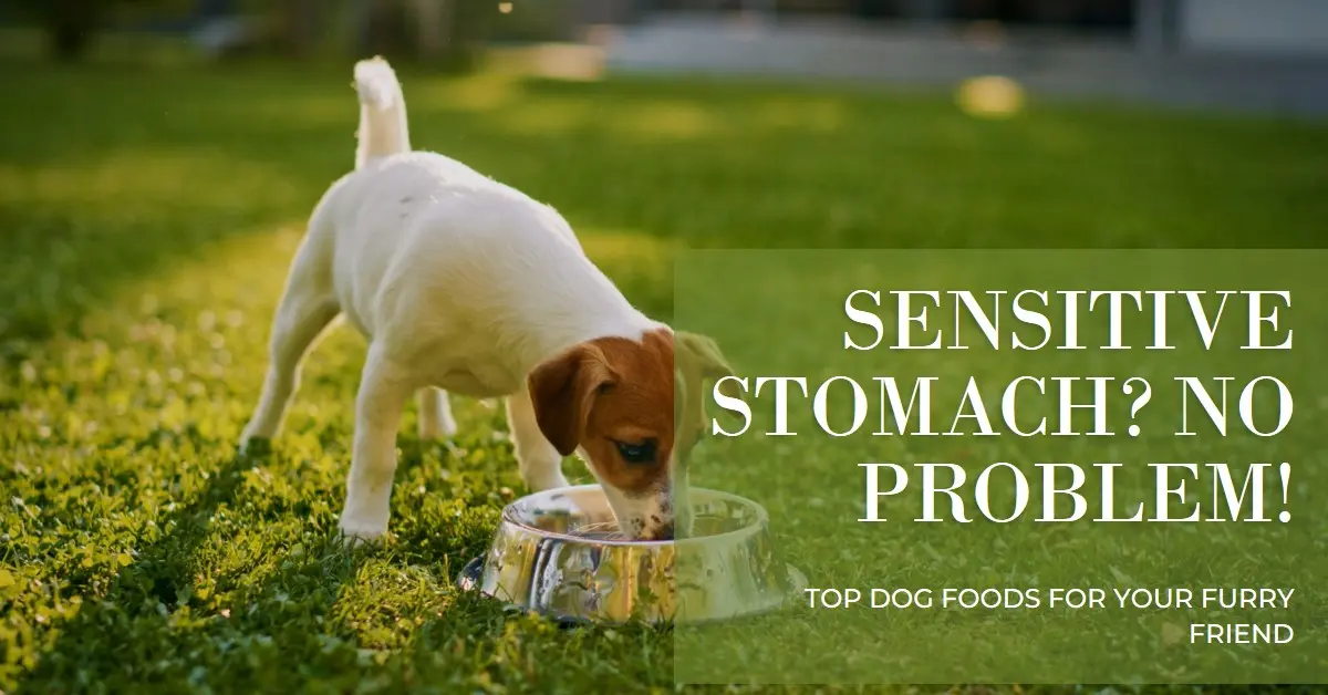 Top Dog Foods for Sensitive Stomach