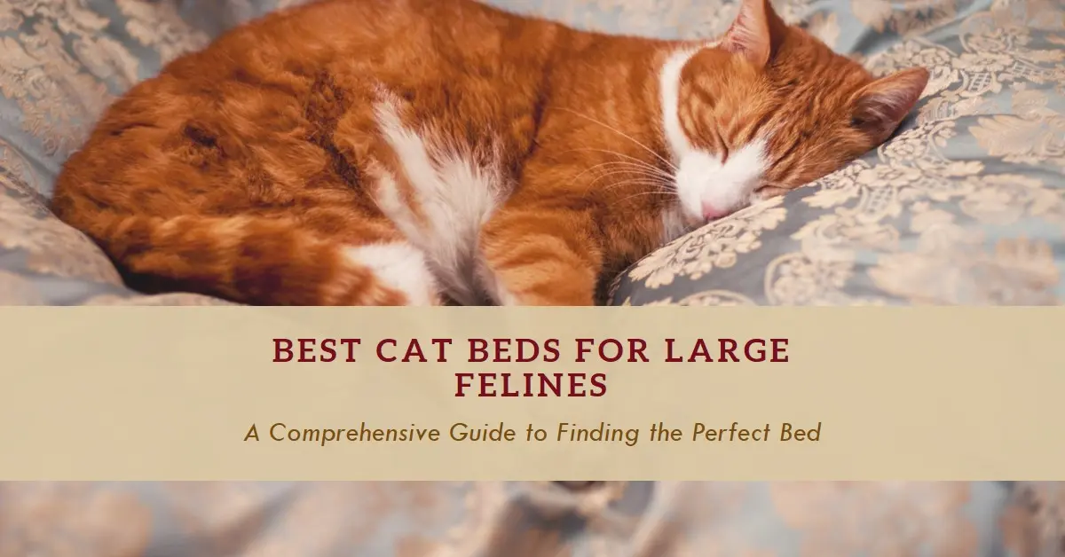 Best Cat Beds for Large Cats in 2024