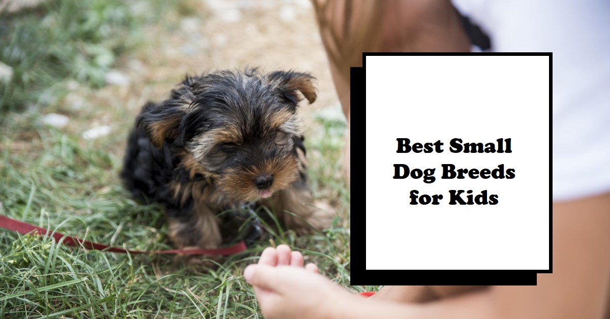 Best Small Dog Breeds for Kids