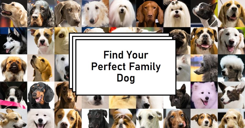 Top dog breeds for families 