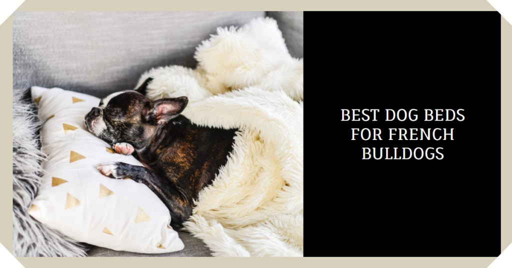 Best Dog Bed for French Bulldogs