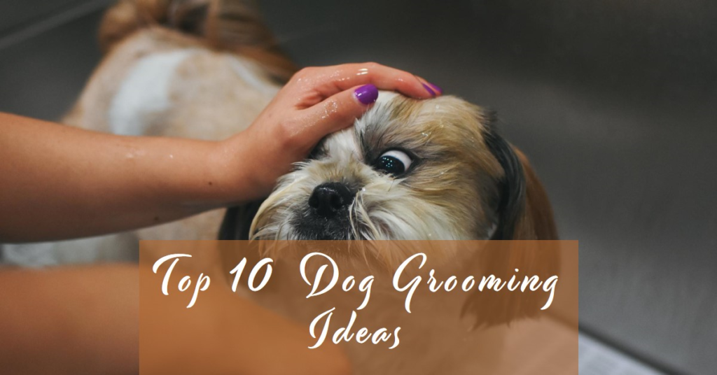 Top 10 dog grooming ideas at home