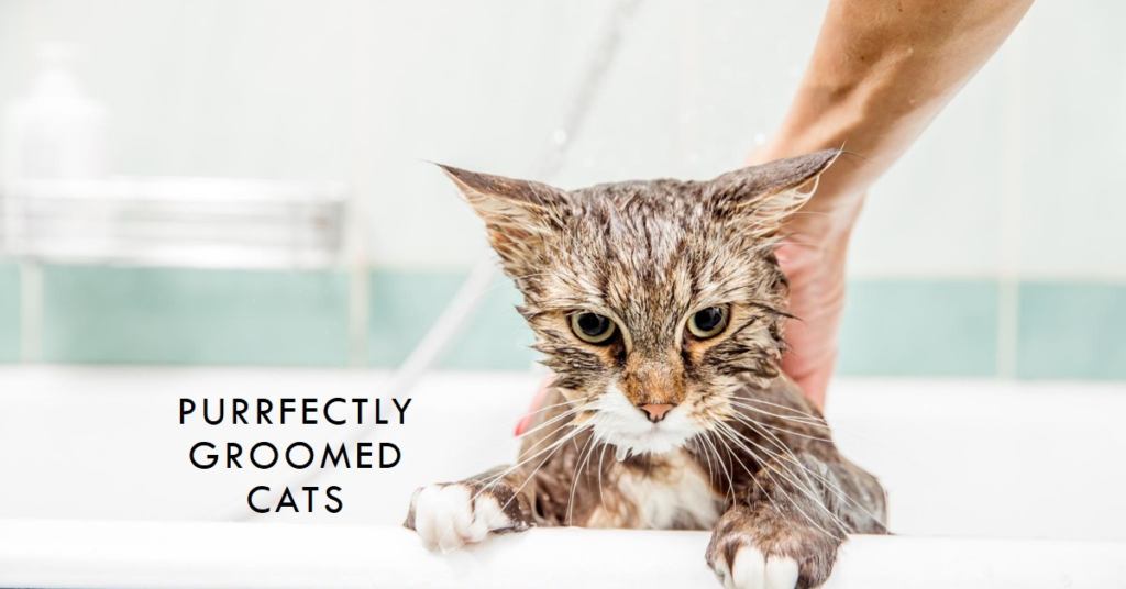 Top 10 Cat Grooming Ideas at Home