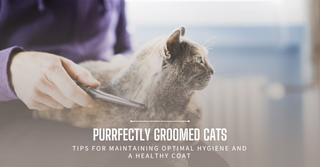 Cat Grooming Ideas at Home