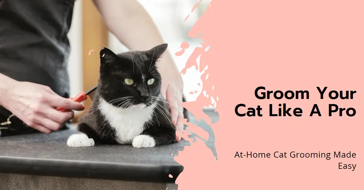 Cat Grooming Ideas at Home