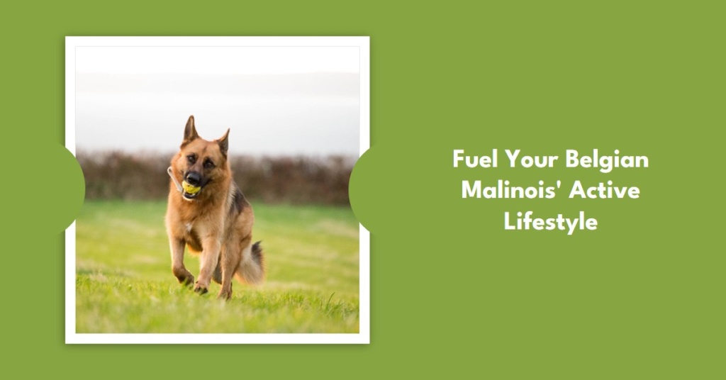 Best Dry Dog Food for Belgian Malinois Puppy