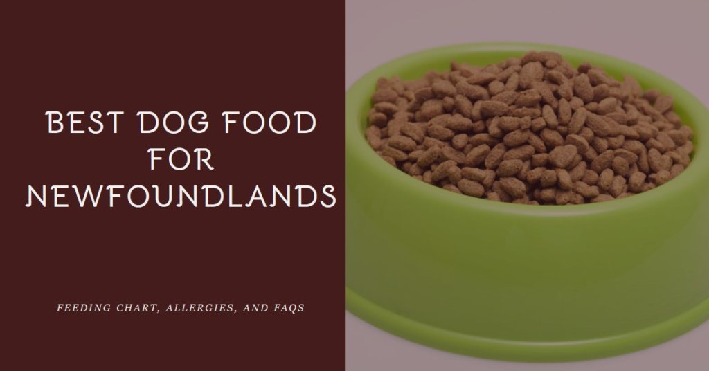 Dog Foods for Newfoundlands