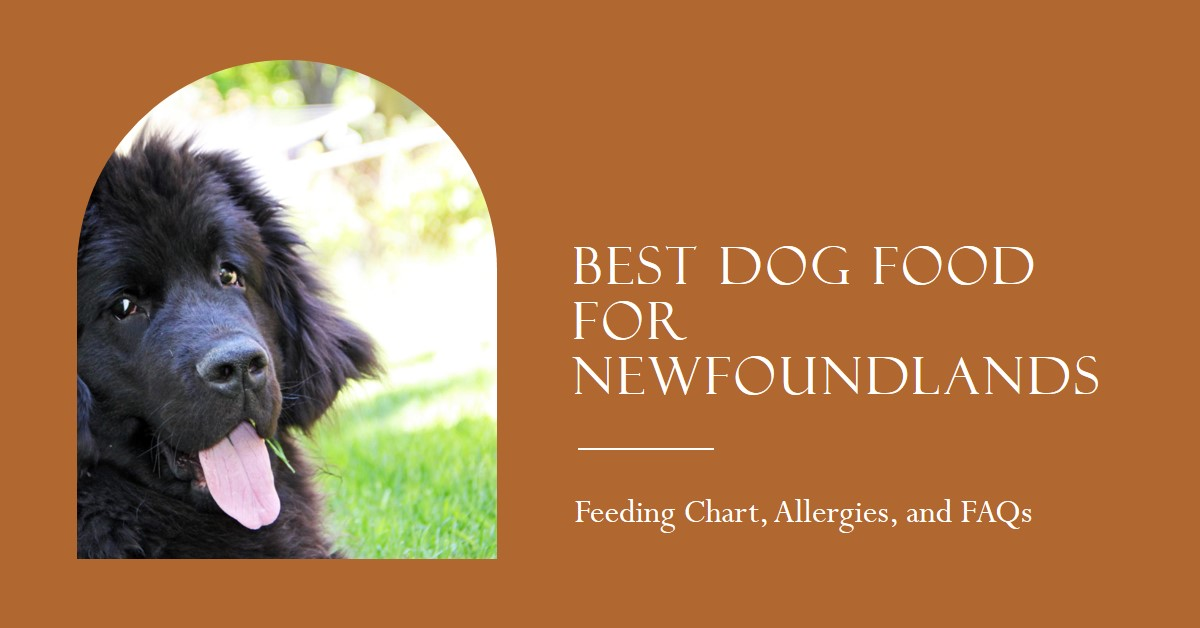 Best Dog Food for Newfoundlands