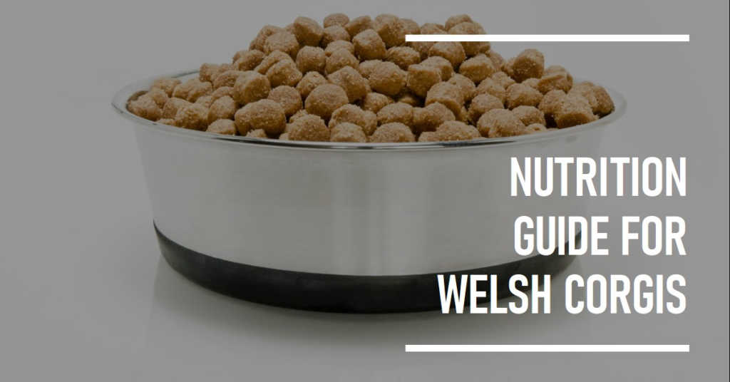 Best Dog Food for Welsh Corgis