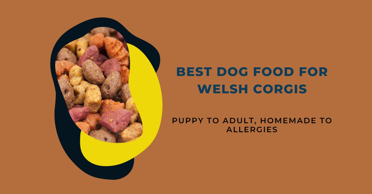 Best Dog Food for Welsh Corgis