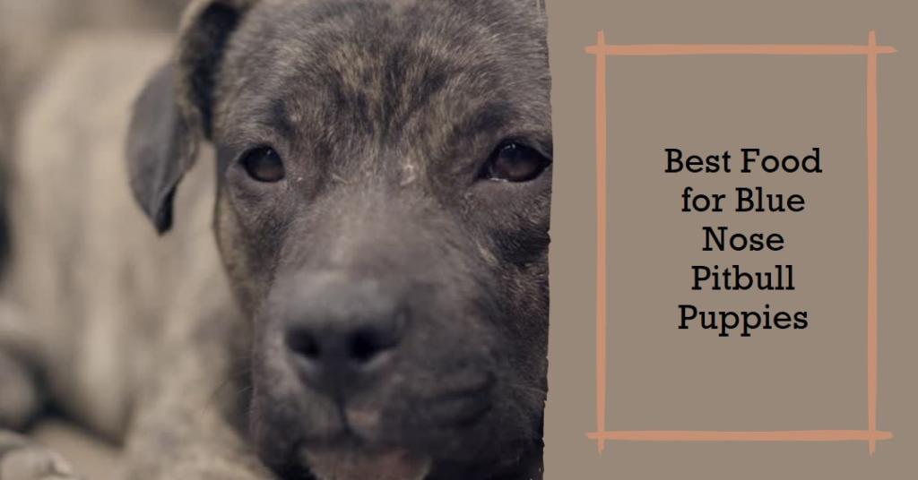 Best Dog Food for Blue Nose Pitbull Puppies