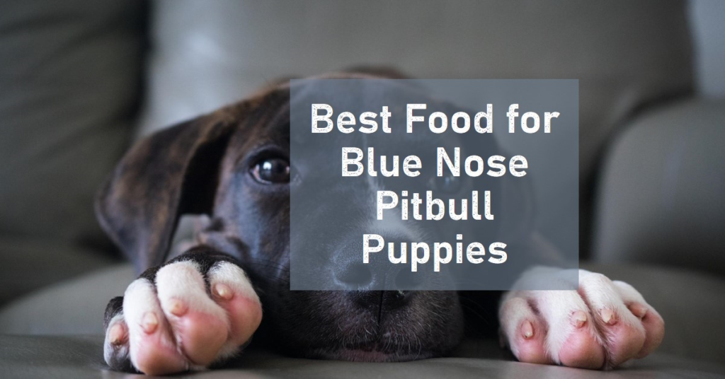 Best Dog Food for Pitbulls to Gain Muscle