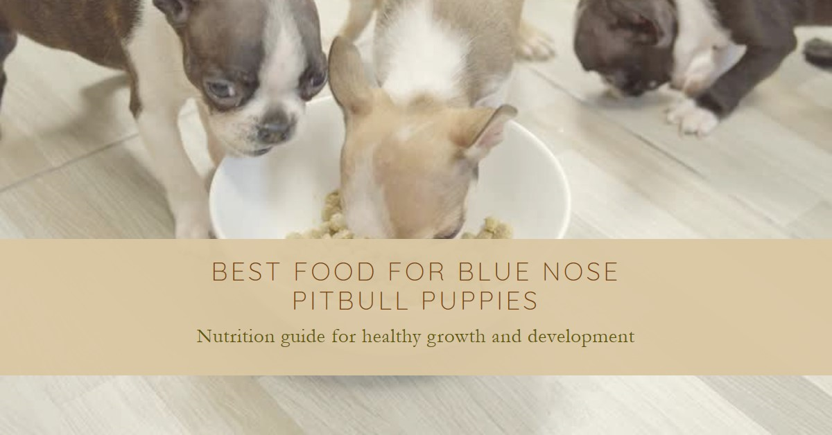 Best Dog Food for Blue Nose Pitbull Puppies