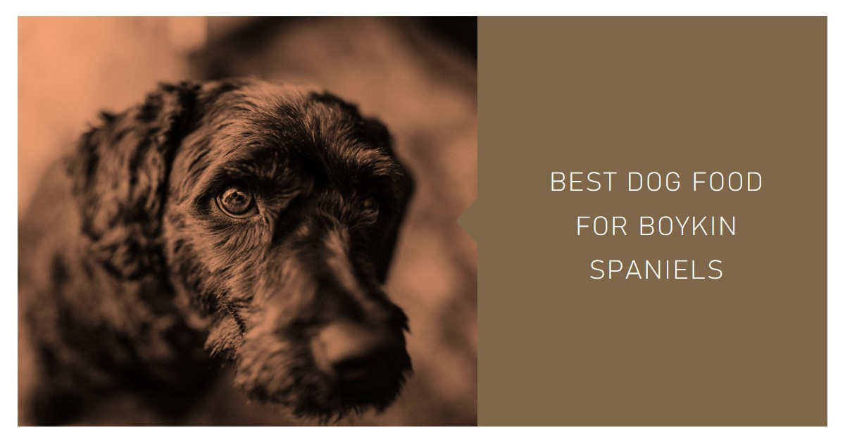 Best Dog Food for Boykin Spaniels