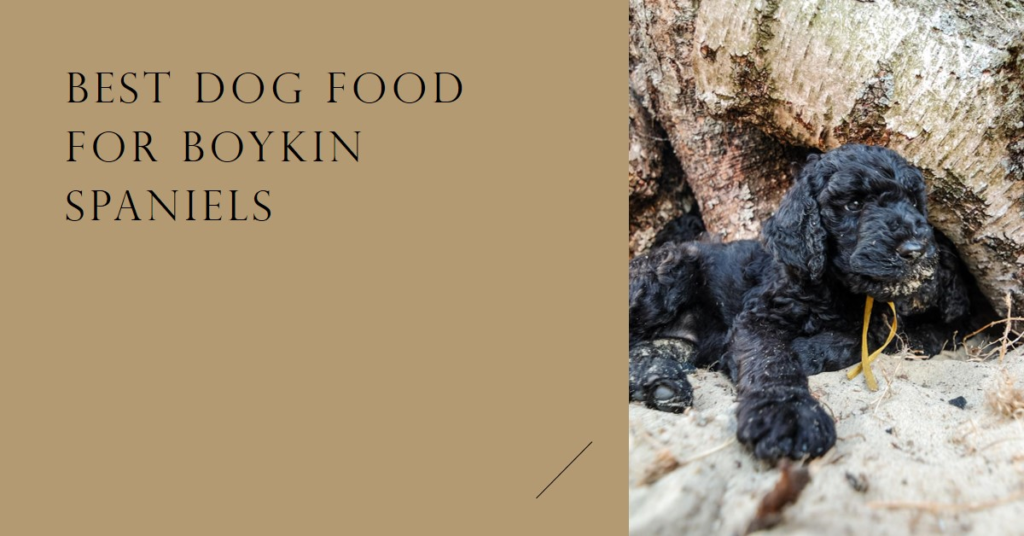 Best Dog Food for Boykin Spaniel Puppies