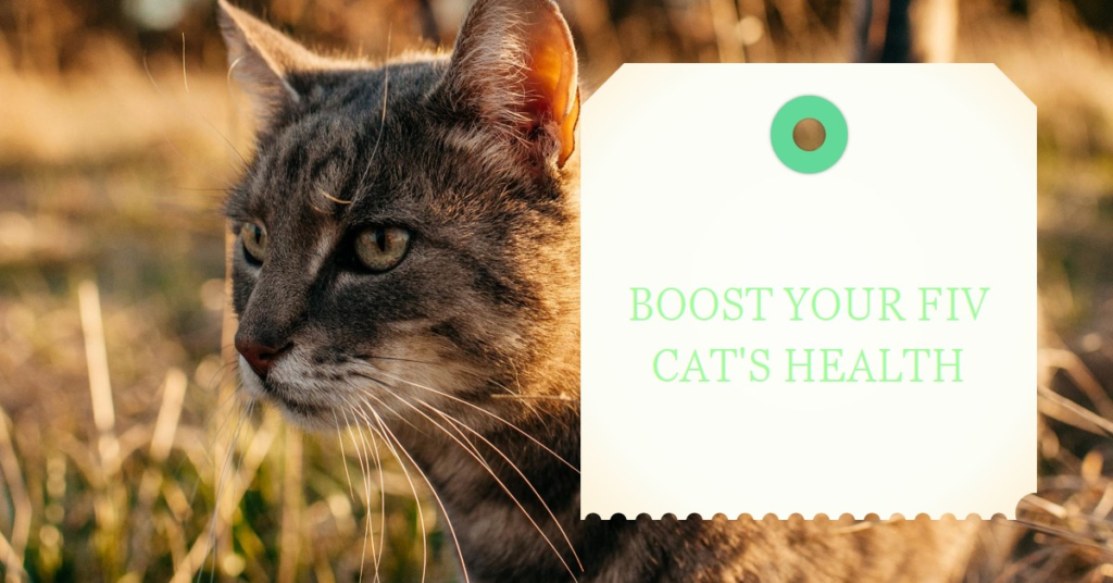 Best Cat Food for FIV Positive Cats