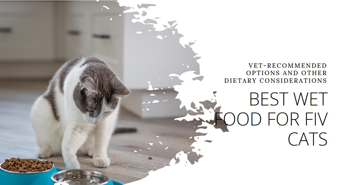 Best Wet Food for FIV Cats