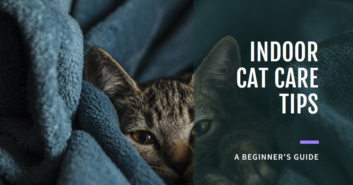 Indoor Cat Care Tips for Beginners