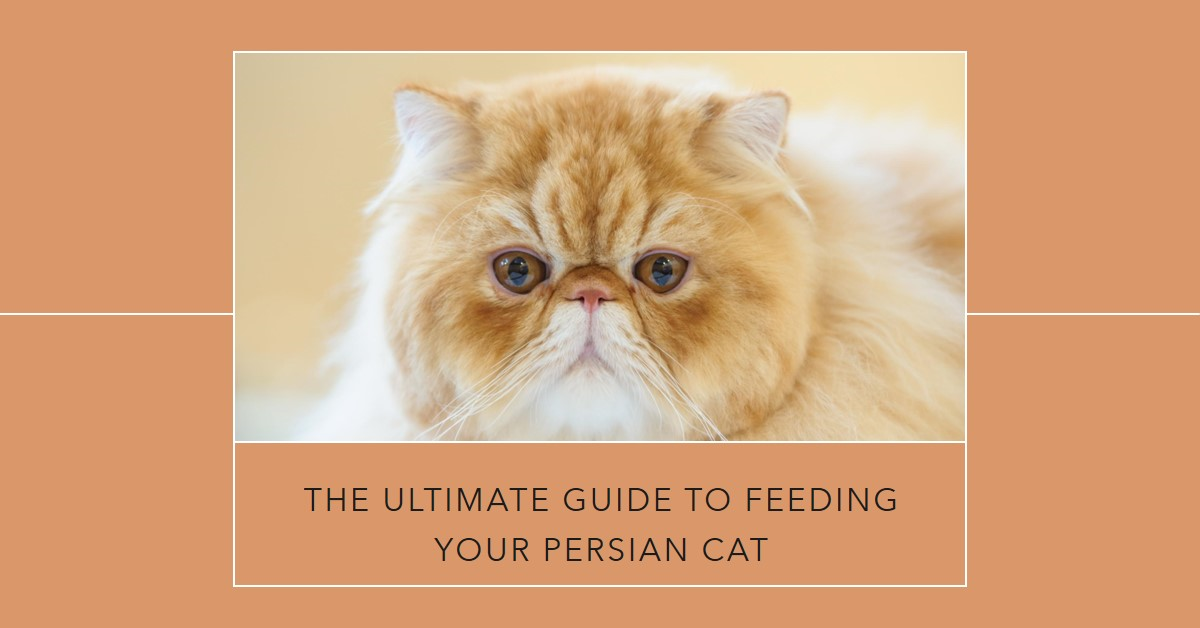 Best Wet Food for Persian Cats