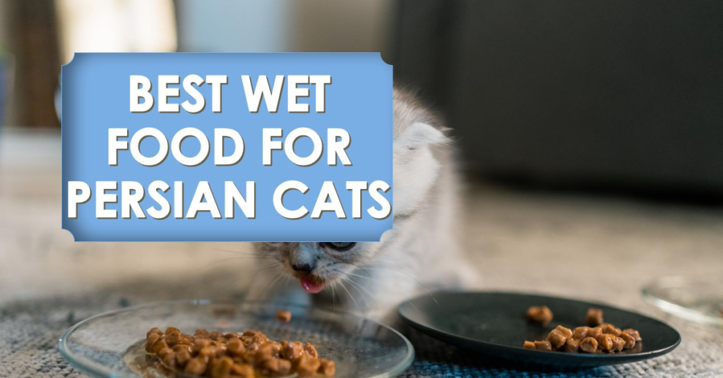 Best Wet Food for Persian Cats