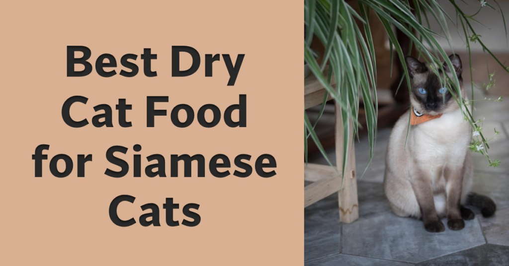 Cat Food for Siamese Cats