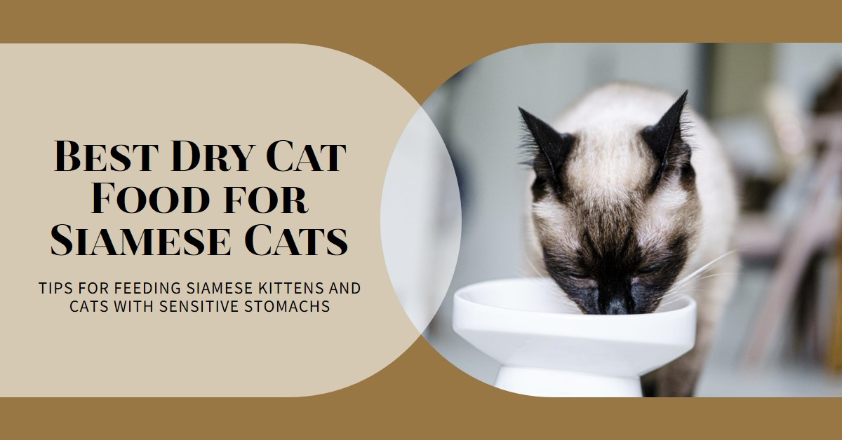 Best Dry Cat Food for Siamese Cats: A 2024 Comprehensive Guide