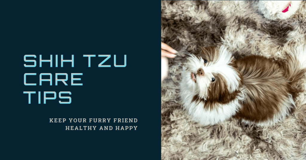 Shih Tzu Care Tips