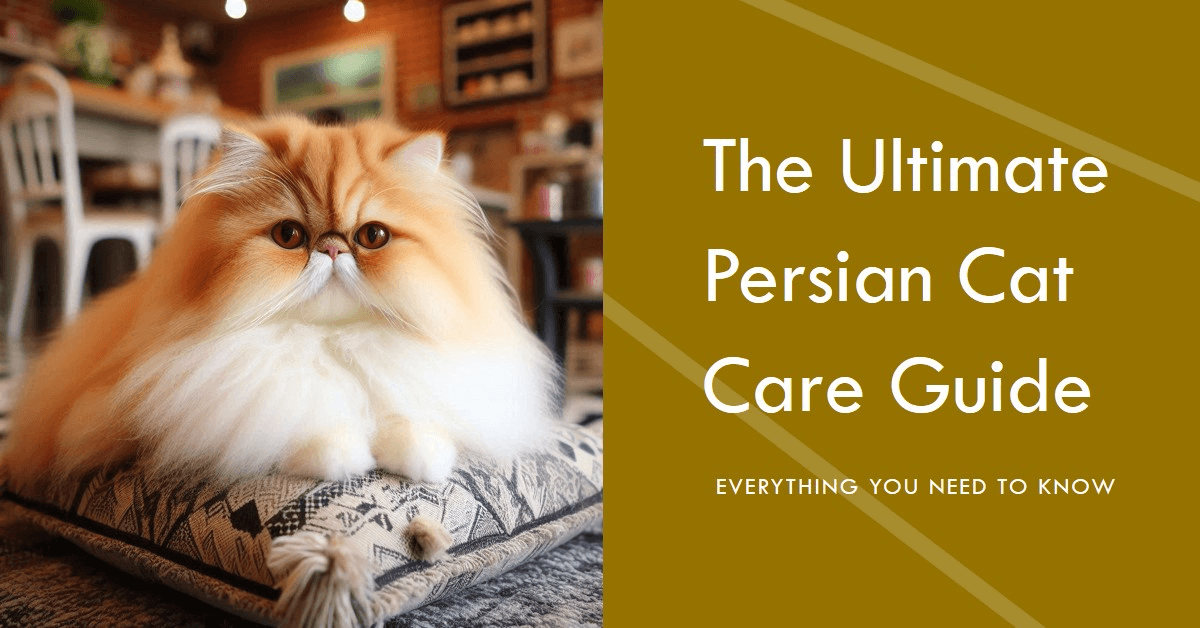 Persian Cat Care Guide