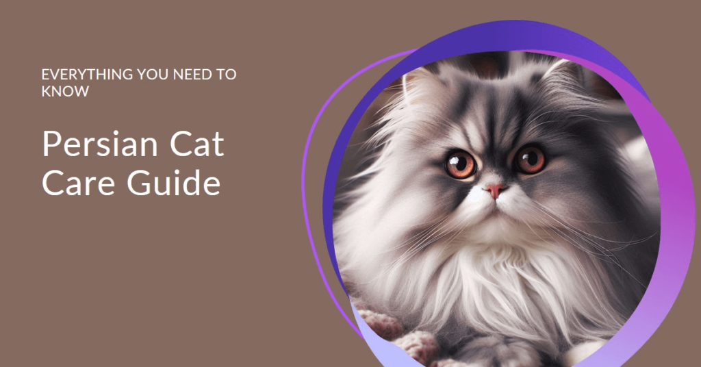 Persian Cat Care Guide