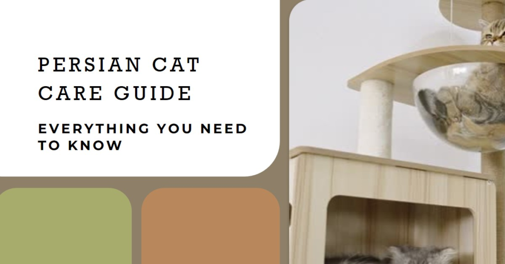 Persian Cat Care Guide