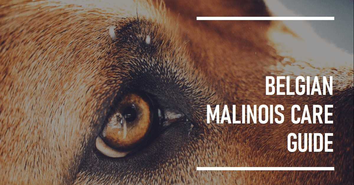 Belgian Malinois Care Tips