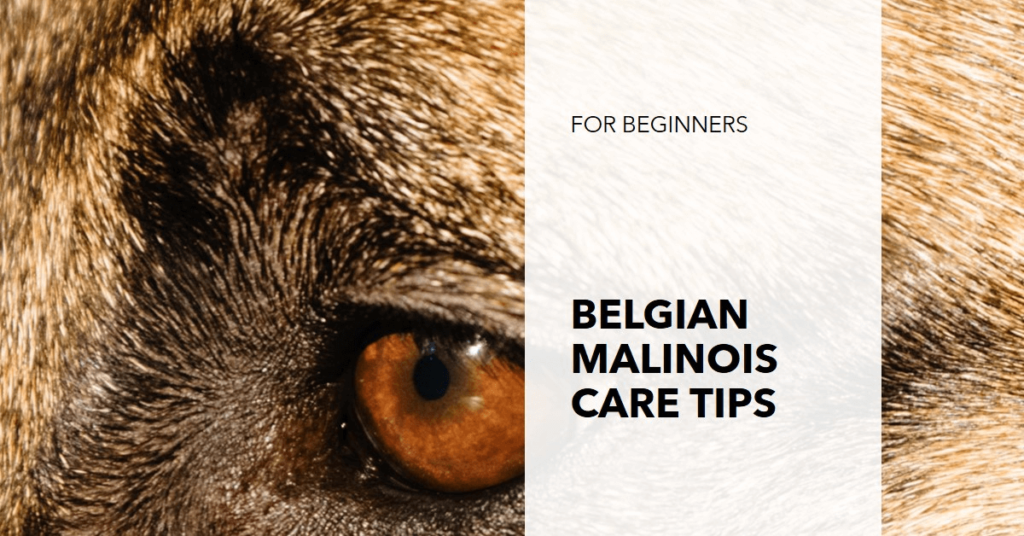 Belgian Malinois Care Tips