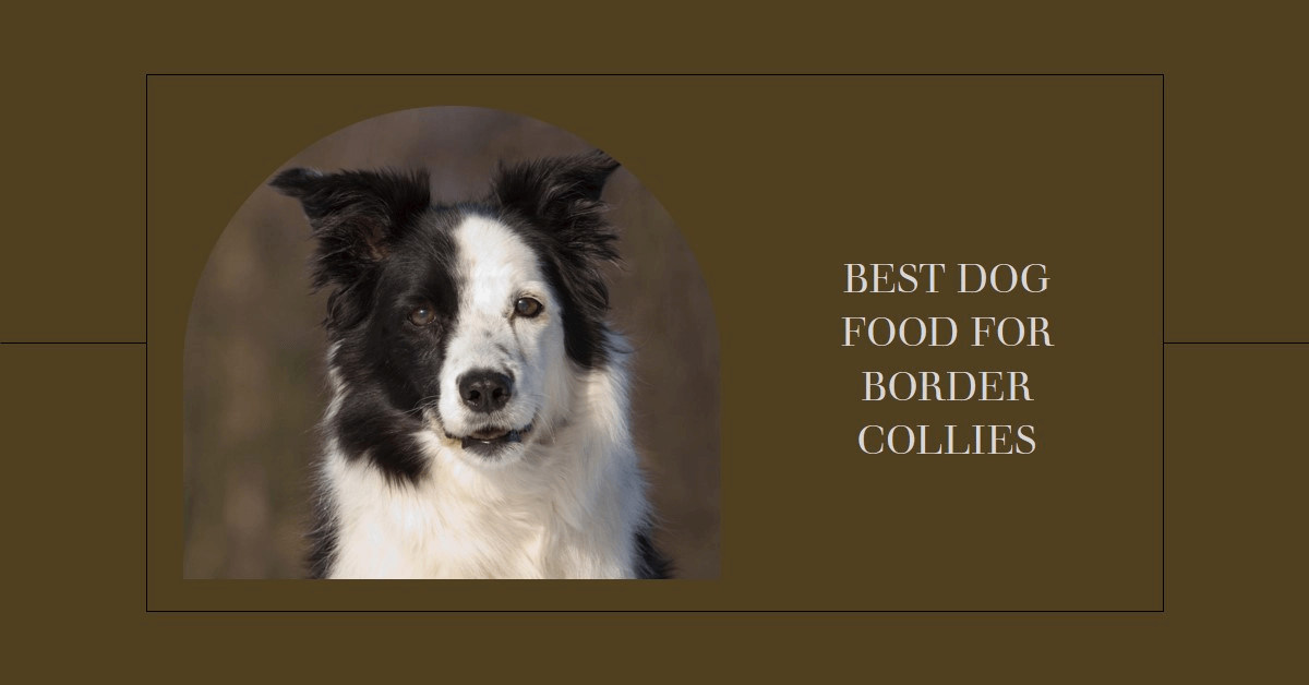 best dog food for Border Collies