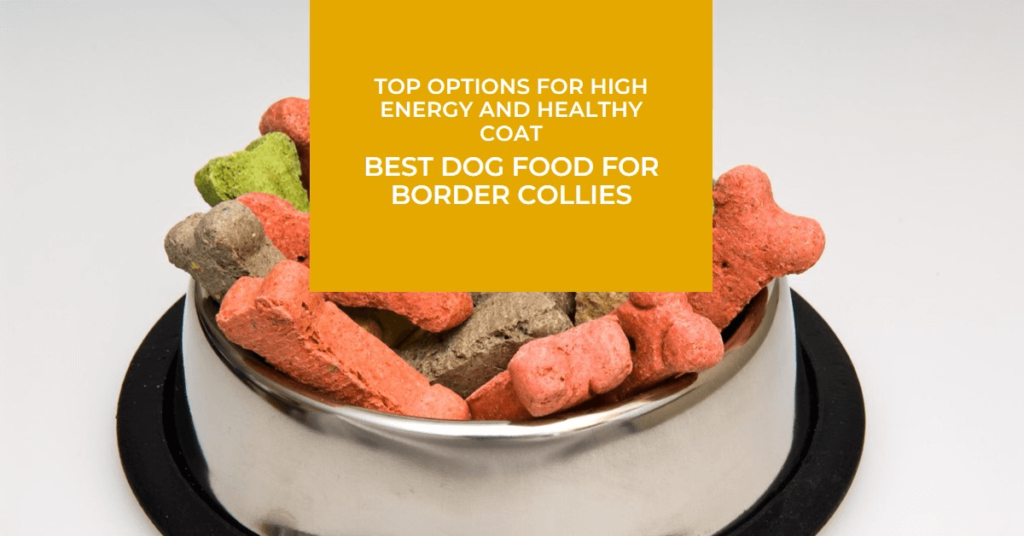 Best Dog Food for Older Border Collies