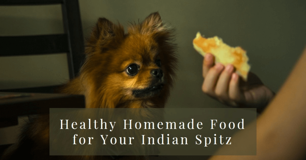 best dog food for Indian Spitz