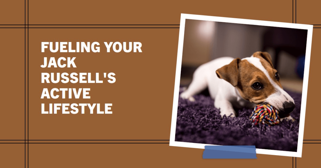 Best Dog Food for Jack Russell