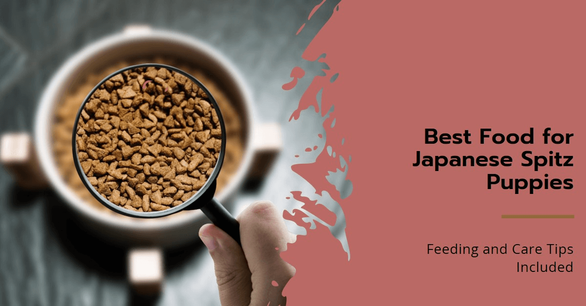 Dog Food for Japanese Spitz Puppy