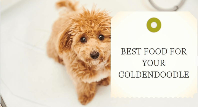 Best Dog Food for Goldendoodles