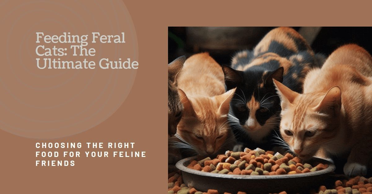 Best Cat Food for Feral Cats