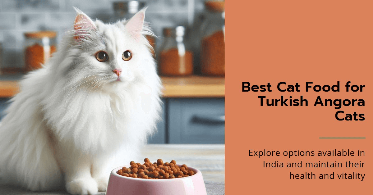 Best Cat Food for Turkish Angora Cats