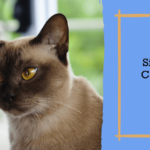 Siamese Cat Care Tips