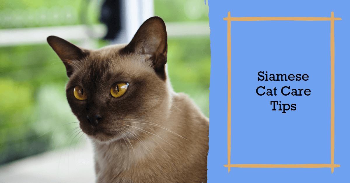 Siamese Cat Care Tips