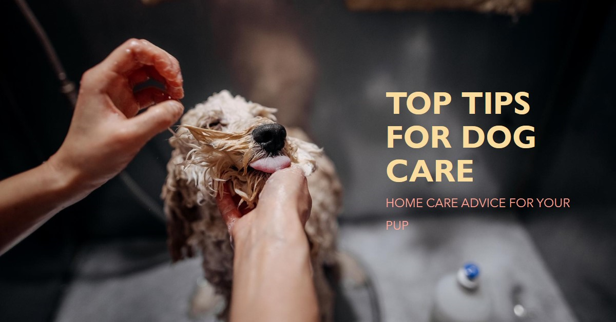 100 Dog Care Tips at Home