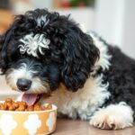Best Food for Portuguese Water Dogs