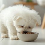Best Food for Bichon Frise Puppy