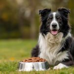 Best Dog Food for Border Collies