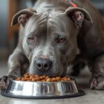 What Is the Best Dog Food for a Pitbull